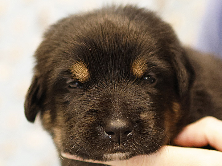 chinook puppy